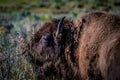 Selective shot of an American bison (Bison bison), with long shaggy brown fur in a pasture