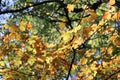 Selective shot of autumn yellow leaves of maples trees under the sunlight during the day Royalty Free Stock Photo