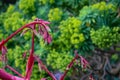 Selective shot of beautiful bleeding heart flowers growing in a garden Royalty Free Stock Photo