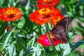 Selective shot of a brown butterfly with beige,red tiny shapes on edge of wings,on orange Zinnias Royalty Free Stock Photo