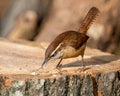 Selective shot of a Carolina Wren (Thryothorus ludovicianus) pecking a tree stump Royalty Free Stock Photo