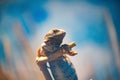 Selective shot of Caucasian agama (Paralaudakia caucasia), crawling on a dry tree trunk