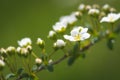 Selective shot of cherry blossoms of bridal spares with bokeh