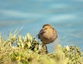 Selective shot of Dunlin (Calidris alpina) sleeping on one leg in sunshine on meadows Royalty Free Stock Photo