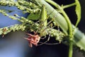 Selective shot of a green lynx spider (Peucetia viridans) eating an insect on the plant Royalty Free Stock Photo