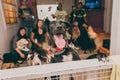 Selective shot of a happy dog smiling tongue out at a dog party