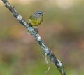 Selective shot of an orange-crowned warbler (Leiothlypis celata) perched on a leafless branch