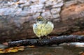 Selective shot of an orange-crowned warbler (Leiothlypis celata) perched on a tree branch