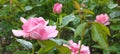 Selective shot of a pink garden rose blooming among green leaves in the garden Royalty Free Stock Photo