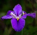 Selective shot of a purple Orris flower under the light with a blurry background