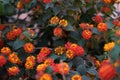 Selective shot of the red and yellow Lantana Camara's at day time -great for wallpapers