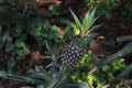 Selective shot of a ripe pineapple plant Royalty Free Stock Photo