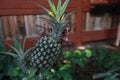 Selective shot of a ripe pineapple plant Royalty Free Stock Photo