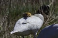 Selective shot of a swan cleaning its feathers in Brockville, Ontario area, Canada