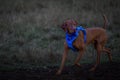 A selective shot of a Vizsla, a breed of hunting dogs with a harness at an off-leash dog area