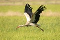 Selective shot of a white stork flying above grass Royalty Free Stock Photo