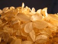 Selective shot of the yellow petals of French hydrangea flowering plant with blur background