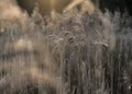 Selective soft focus of beach dry grass, reeds, stalks blowing i Royalty Free Stock Photo