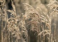 Selective soft focus of beach dry grass, reeds, stalks blowing i Royalty Free Stock Photo