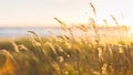 Beach dry grass, reeds, stalks blowing on the wind at golden sunset light, blurred sea on background Royalty Free Stock Photo