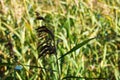 Selective soft focus of beach dry grass, reeds, stalks blowing in the wind at golden sunset light Royalty Free Stock Photo