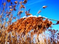 Selective soft focus of beach dry grass, reeds, stalks blowing in the wind Royalty Free Stock Photo