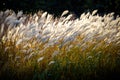 Selective soft focus of beach dry grass, reeds, stalks blowing in the wind at golden sunset light, horizontal, blurred sea on Royalty Free Stock Photo