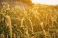 Selective soft focus of beach dry grass, reeds, stalks blowing in the wind at golden sunset light Royalty Free Stock Photo