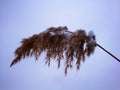 Selective soft focus of beach dry grass, reeds, stalks blowing in the wind Royalty Free Stock Photo