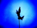 Selective soft focus of beach dry grass, reeds, stalks blowing in the wind Royalty Free Stock Photo