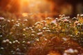 Beautiful backlight and the opening buds of asters. Autumn flowers and warm natural light