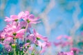 Selective soft focus of Beautiful pink cosmos flower field in outdoor floral garden meadow background with sunlight. Colorful cosm Royalty Free Stock Photo
