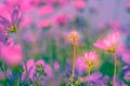 Selective soft focus of Beautiful pink cosmos flower field in outdoor floral garden meadow background in vintage style. Royalty Free Stock Photo