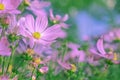 Selective soft focus of Beautiful pink cosmos flower field in outdoor floral garden meadow background in vintage style. Royalty Free Stock Photo