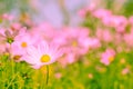 Selective soft focus of Beautiful pink cosmos flower field in outdoor floral garden meadow background in vintage style. Royalty Free Stock Photo