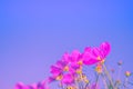 Selective soft focus of Beautiful pink cosmos flower field in outdoor floral garden meadow blue-purple background in vintage style Royalty Free Stock Photo