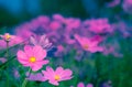 Selective soft focus of Beautiful pink cosmos flower field in outdoor floral garden meadow on nature dark green background. Royalty Free Stock Photo