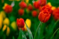 Selective soft focus of Beautiful red tulips flower field in outdoor floral garden meadow. on Nature dark green tone background. C