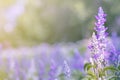 Selective soft focus of Beautiful salvia farinacea flower field in outdoor garden. Blue Salvia flower blooming in the spring garde Royalty Free Stock Photo