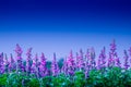 Selective soft focus of Beautiful violet salvia farinacea flower field in outdoor garden background. Blue Salvia flower blooming i Royalty Free Stock Photo
