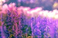 Selective soft focus of Beautiful violet salvia farinacea flower field in outdoor garden background. Blue Salvia flower blooming i Royalty Free Stock Photo