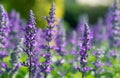 Selective soft focus of Beautiful violet salvia farinacea flower field in outdoor garden background. Royalty Free Stock Photo