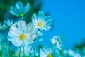 Selective soft focus of Beautiful white cosmos flower field in outdoor floral garden meadow with blue sky background. Colorful cos Royalty Free Stock Photo