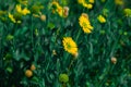 Selective soft focus of Beautiful yellow flower field in outdoor floral garden meadow on nature green background. Royalty Free Stock Photo