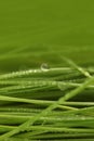 Selective soft focus blur green grass with water drop. Nature background