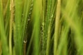 Selective soft focus blur green grass with water drop. Nature horizontal background
