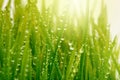 Selective soft focus blur green grass with water drop. Nature horizontal background