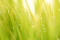 Selective soft focus blur green grass with water drop. Nature horizontal long background