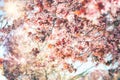 Selective and soft focus on cherry flowers, beautiful cherry blossom tree in spring time, filtered image processed vintage effect Royalty Free Stock Photo