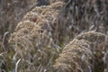 Selective soft focus close-up of fluffy dry reeds on the blurred brown background. Royalty Free Stock Photo